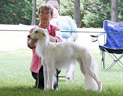 12-15 Sweepstakes Dog